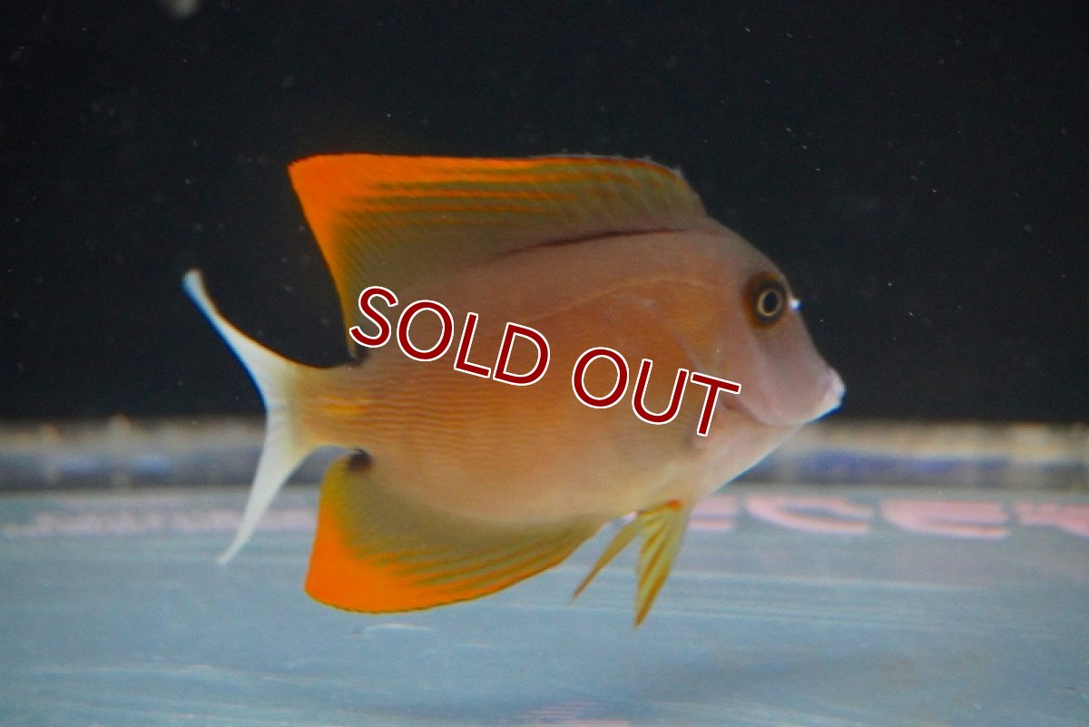 画像2: 【海水魚・ハギ】トミニエンシスタン（SM-Mサイズ）【1匹】（±5-7cm）（サンプル画像）（生体）(海水魚)（サンゴ） (2)