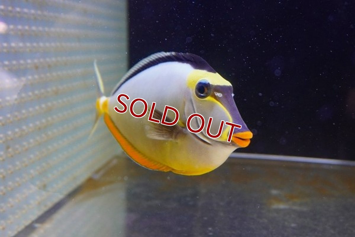 画像2: 【海水魚・ハギ】ミヤコテングハギ（XLサイズ）【1匹】（±20-23cm）（サンプル画像）（生体）(海水魚) (2)