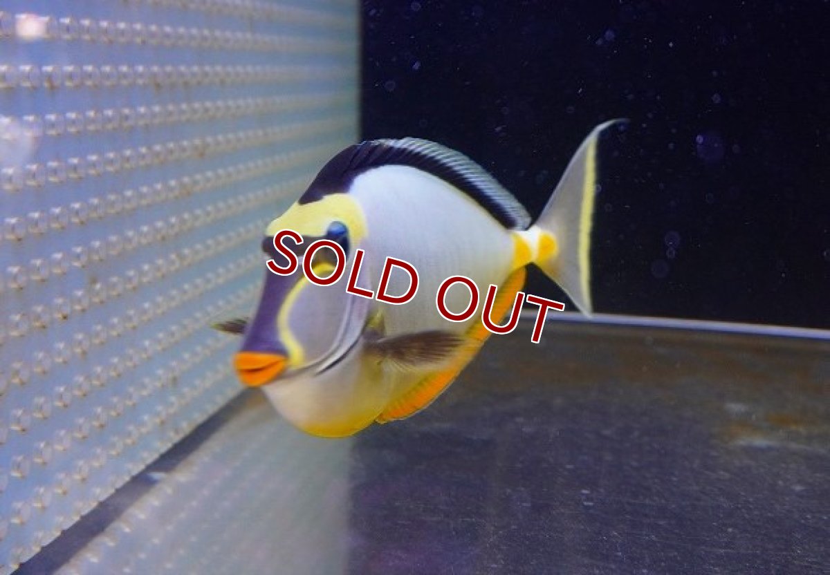 画像3: 【海水魚・ハギ】ミヤコテングハギ（XLサイズ）【1匹】（±20-23cm）（サンプル画像）（生体）(海水魚) (3)