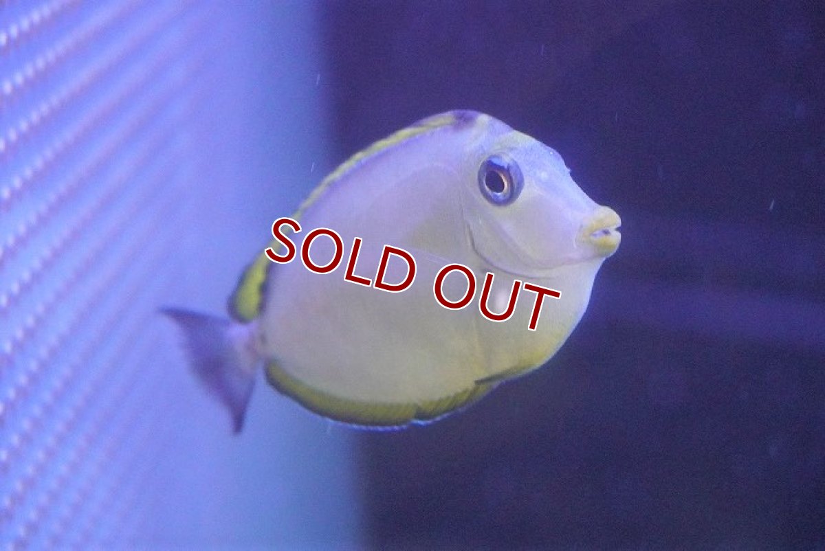 画像2: 【海水魚・ハギ】ミヤコテングハギ（インド洋/SMサイズ）（サンプル画像）（±6-8cm）（生体）(海水魚) (2)