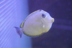 画像2: 【海水魚・ハギ】【通販】ミヤコテングハギ（インド洋/SMサイズ）（サンプル画像）（±6-8cm）（生体）(海水魚) (2)