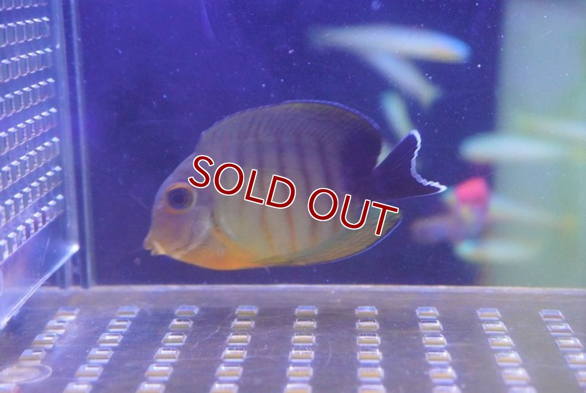 画像2: 【海水魚・ハギ】エイブリーミミックタン【1匹】（±6-7cm）（サンプル画像）（生体）(海水魚) (2)