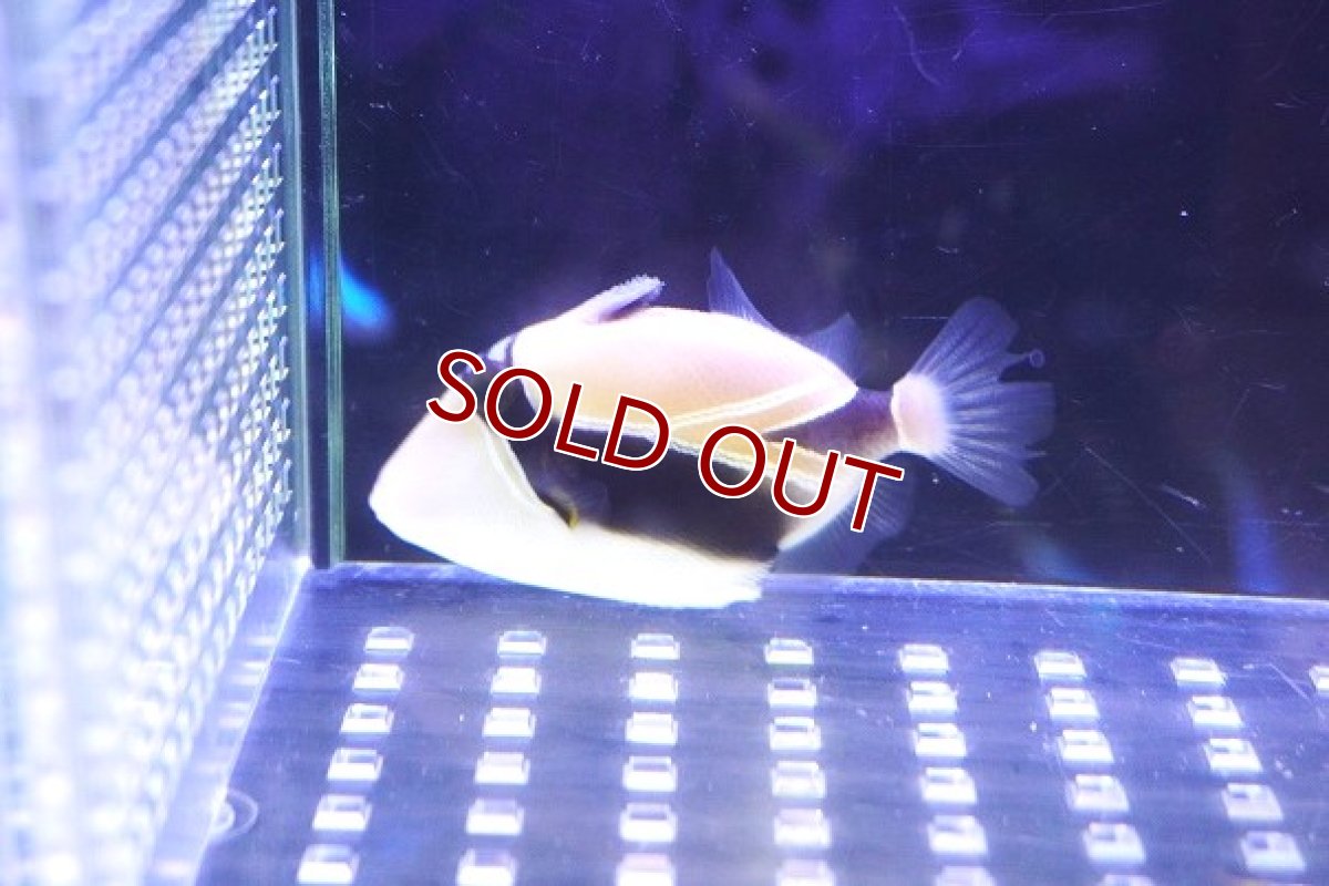 画像2: 【海水魚・ハギ】タスキモンガラ【1匹】（±4-5cm）（サンプル画像）（生体）(海水魚) (2)