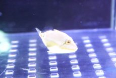 画像1: 【海水魚・ハギ】【通販】超可愛いサイズ♪クラカケモンガラ（Baby）【1匹】（±2cm）（サンプル画像）（生体）(海水魚) (1)