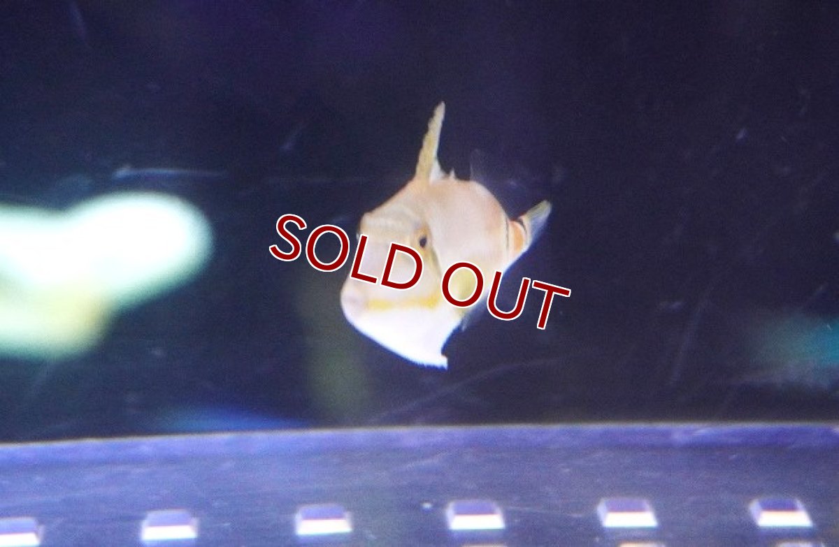 画像2: 【海水魚・ハギ】超可愛いサイズ♪クラカケモンガラ（Baby）【1匹】（±2cm）（サンプル画像）（生体）(海水魚) (2)