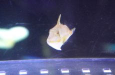 画像2: 【海水魚・ハギ】【通販】超可愛いサイズ♪クラカケモンガラ（Baby）【1匹】（±2cm）（サンプル画像）（生体）(海水魚) (2)