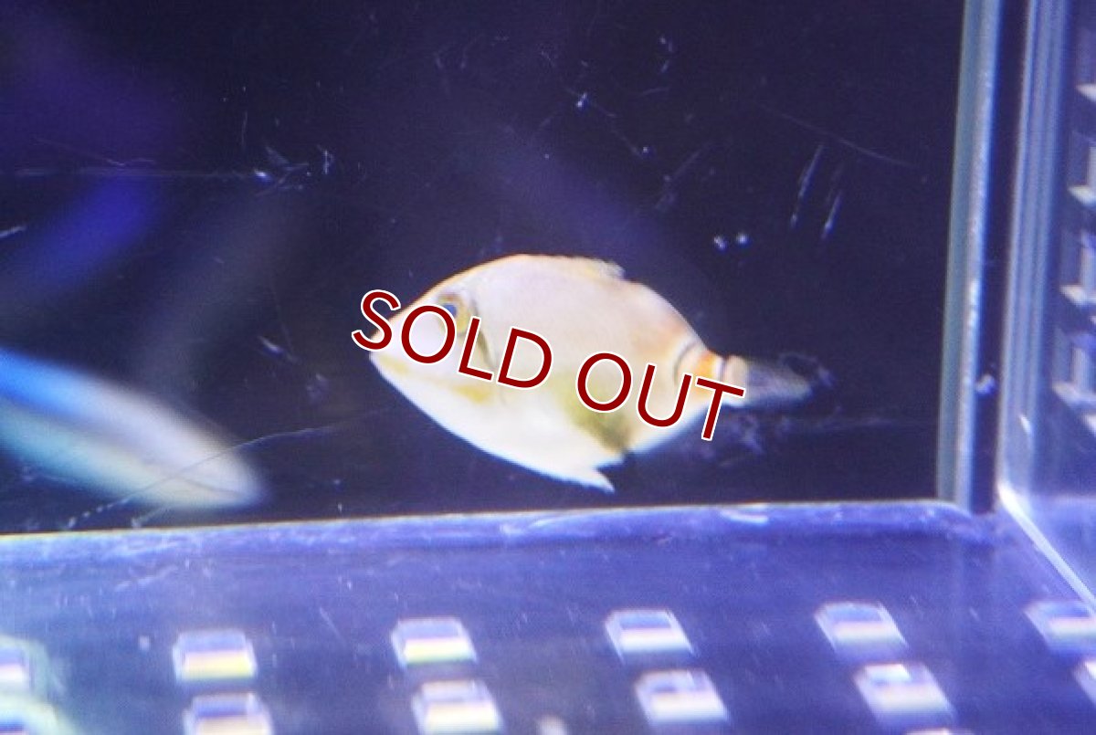 画像3: 【海水魚・ハギ】超可愛いサイズ♪クラカケモンガラ（Baby）【1匹】（±2cm）（サンプル画像）（生体）(海水魚) (3)