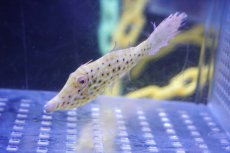 画像1: 【海水魚・ハギ】【通販】ソウシハギ【1匹】（±6-8cm）（サンプル画像）（生体）(海水魚) (1)