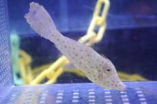 画像2: 【海水魚・ハギ】【通販】ソウシハギ【1匹】（±6-8cm）（サンプル画像）（生体）(海水魚) (2)