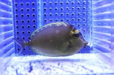 画像2: 【海水魚・ハギ】【通販】ミヤコテングハギ（インド洋/Mサイズ）【1匹】（±8-10cm）（サンプル画像）（生体）(海水魚) (2)