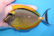 画像1: 【海水魚・ハギ】【通販】【インド洋産】ミヤコテングハギ（L〜XLサイズ）【1匹】（±12-15cm） (サンプル画像）（生体）(海水魚) (1)