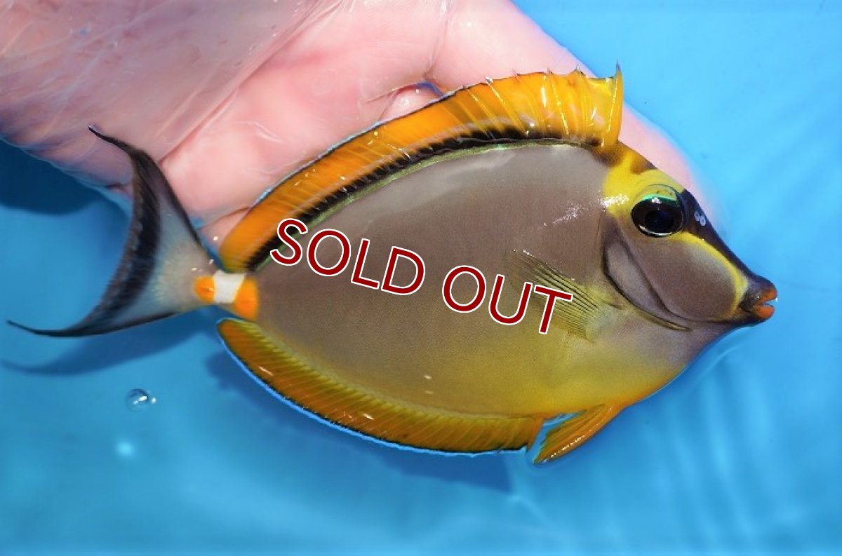 画像2: 【海水魚・ハギ】【インド洋産】ミヤコテングハギ（L〜XLサイズ）【1匹】（±12-15cm） (サンプル画像）（生体）(海水魚) (2)