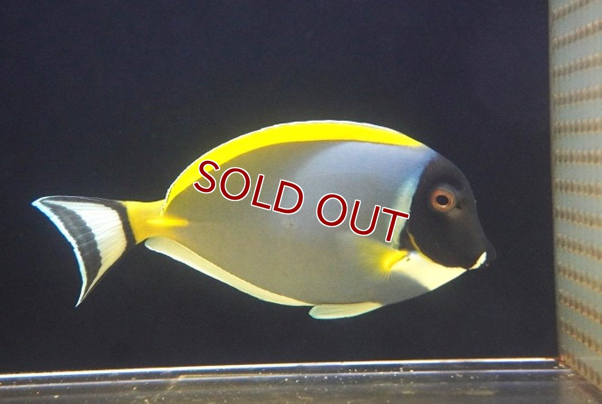 画像2: 【海水魚・ハギ】パウダーブルータン（XL〜XXLサイズ）【1匹】（±18-20cm） (サンプル画像）（生体）(海水魚) (2)