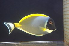 画像2: 【海水魚・ハギ】【通販】パウダーブルータン（XL〜XXLサイズ）【1匹】（±18-20cm） (サンプル画像）（生体）(海水魚) (2)