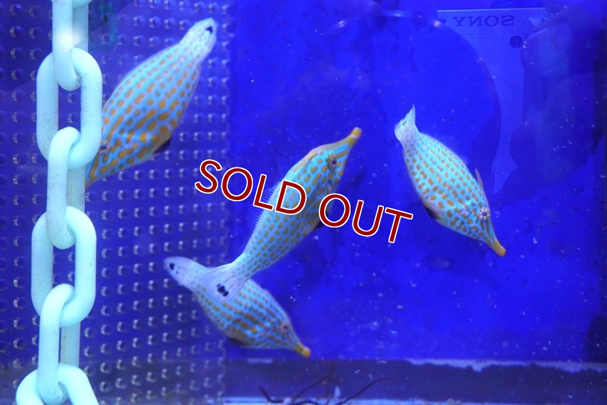 画像2: 【海水魚・カワハギ】【通販】【沖縄産】テングカワハギ（Lサイズ）(1匹)（±5-6cm）(サンプル画像）（生体）(海水魚) (2)