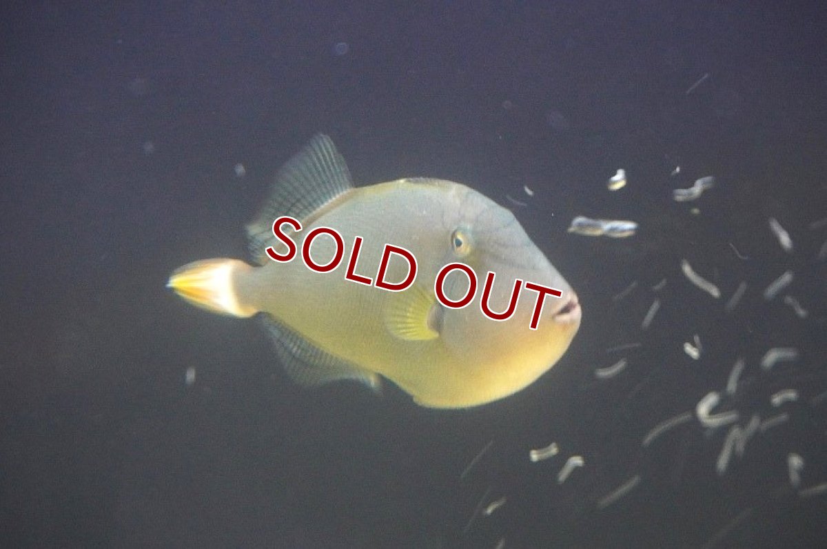 画像2: 【海水魚・カワハギ】【通販】クロモンガラ（ピンクテールトリガーフィッシュ）(1匹)（±8-10cm）(サンプル画像）（生体）(海水魚) (2)