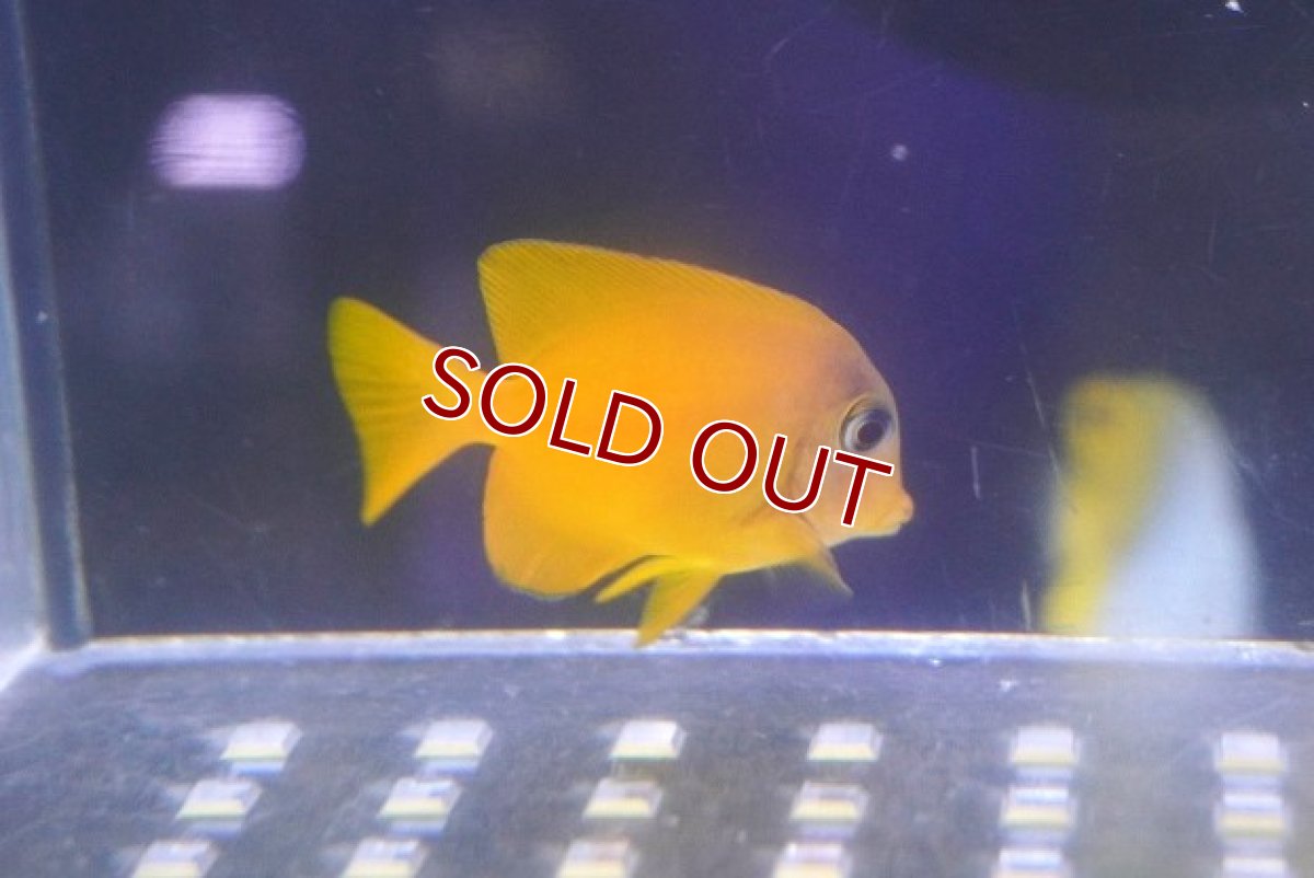 画像2: 【海水魚・ハギ】【通販】モンツキハギ（幼魚）(1匹)（±4cm）(サンプル画像）（生体）(海水魚) (2)