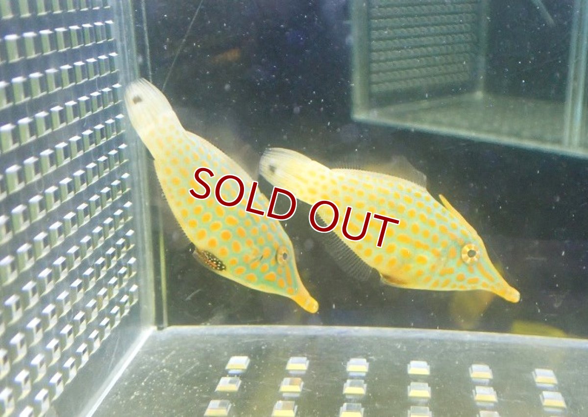 画像2: 【海水魚・カワハギ】【通販】テングカワハギ（ペア）(1ペア)（±4-5cm）(サンプル画像）（生体）(海水魚) (2)