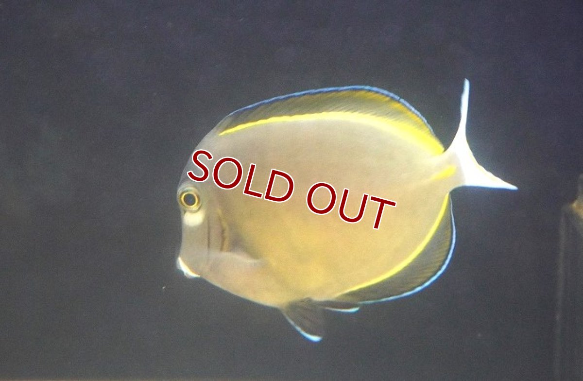 画像2: 【海水魚・ハギ】【通販】セルフィンタン（インド洋産 ヒレナガハギ) Mサイズ【1匹】（±4-10cm）（サンプル画像）（生体）(海水魚) (2)