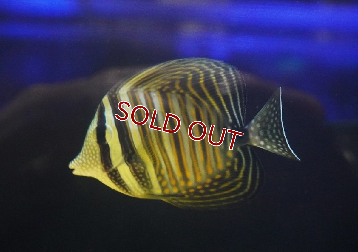 画像2: 【海水魚・ハギ】【通販】セルフィンタン（インド洋産 ヒレナガハギ) Mサイズ【1匹】（±4-10cm）（サンプル画像）（生体）(海水魚) (2)