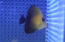 画像1: 【サマーセール10%OFFクーポン番号（10）対象商品 】【海水魚・ハギ】【通販】ゴマハギ（SM〜Mサイズ）(1匹)（±5-7cm） (サンプル画像）（生体）(海水魚) (1)