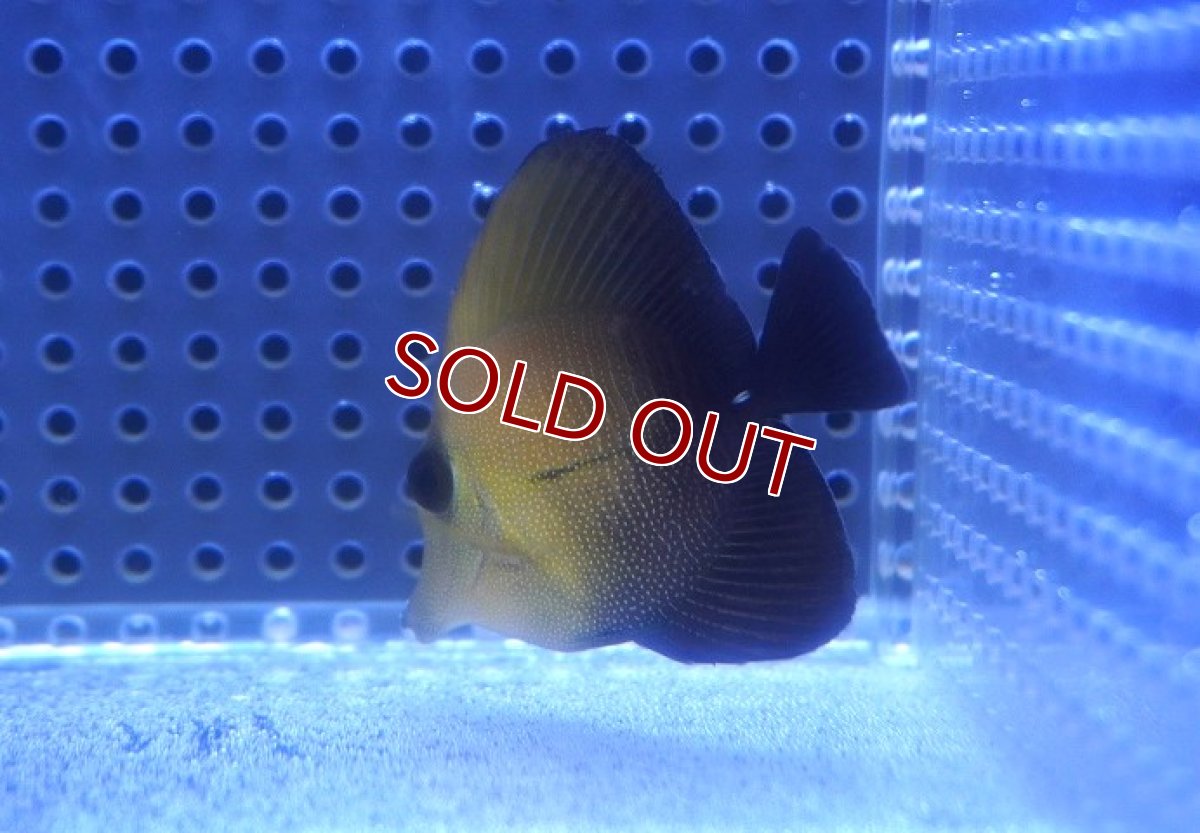 画像2: 【海水魚・ハギ】【通販】ゴマハギ（SM〜Mサイズ）(1匹)（±5-7cm） (サンプル画像）（生体）(海水魚) (2)