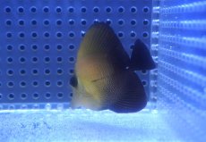 画像2: 【サマーセール10%OFFクーポン番号（10）対象商品 】【海水魚・ハギ】【通販】ゴマハギ（SM〜Mサイズ）(1匹)（±5-7cm） (サンプル画像）（生体）(海水魚) (2)