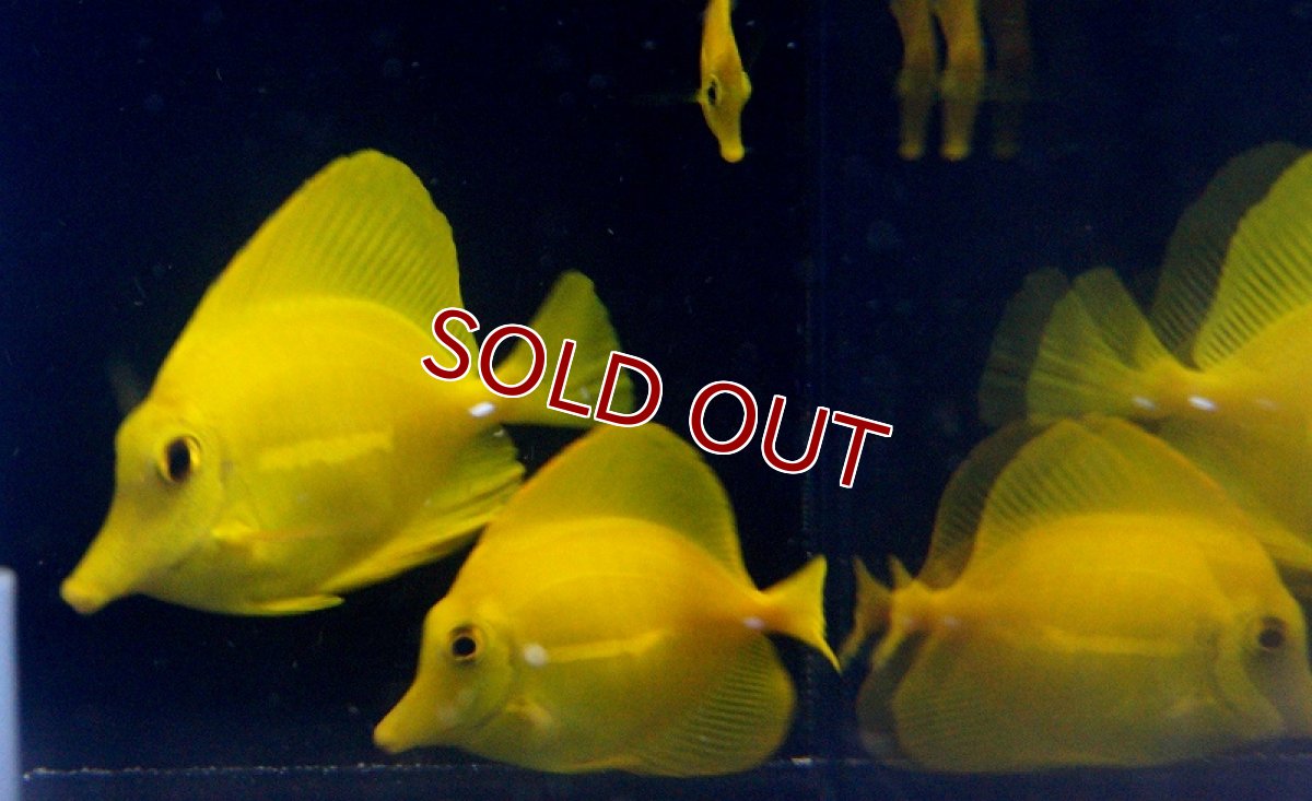 画像2: 【海水魚】キイロハギ （SM-Mサイズ）(1匹)±5-7cm(サンプル画像）（生体）(海水魚)（サンゴ） (2)