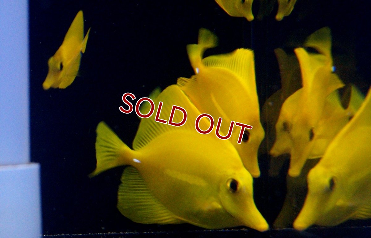 画像3: 【海水魚】キイロハギ （SM-Mサイズ）(1匹)±5-7cm(サンプル画像）（生体）(海水魚)（サンゴ） (3)