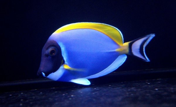海水魚】パウダーブルータン MーMLサイズ (1匹)9-11cm前後(サンプル