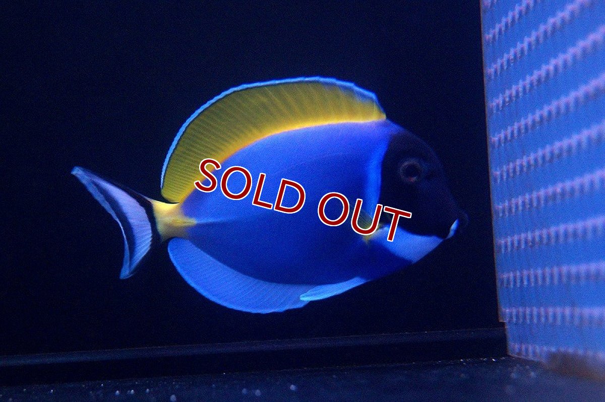 画像2: 【海水魚】パウダーブルータン MーMLサイズ (1匹)9-11ｃｍ前後(サンプル画像）（生体）(海水魚)（サンゴ） (2)