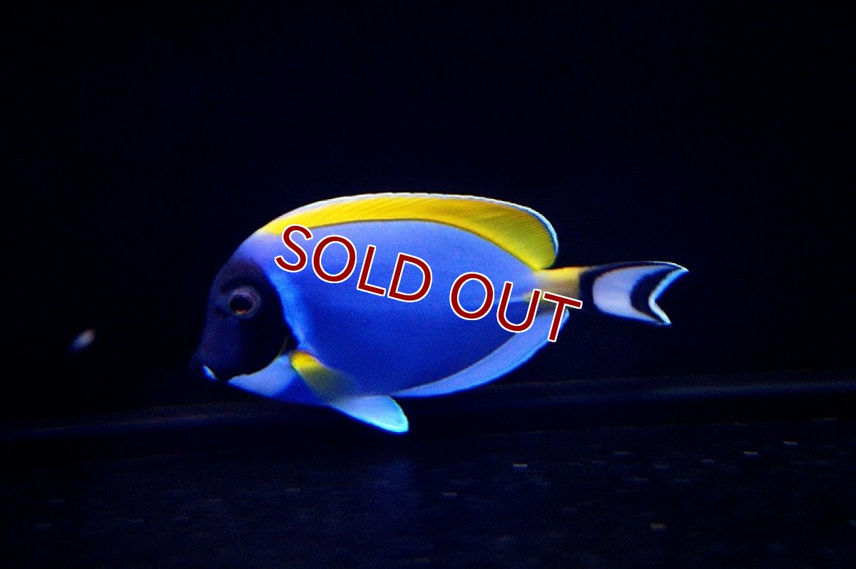 画像3: 【海水魚】パウダーブルータン MーMLサイズ (1匹)9-11ｃｍ前後(サンプル画像）（生体）(海水魚)（サンゴ） (3)