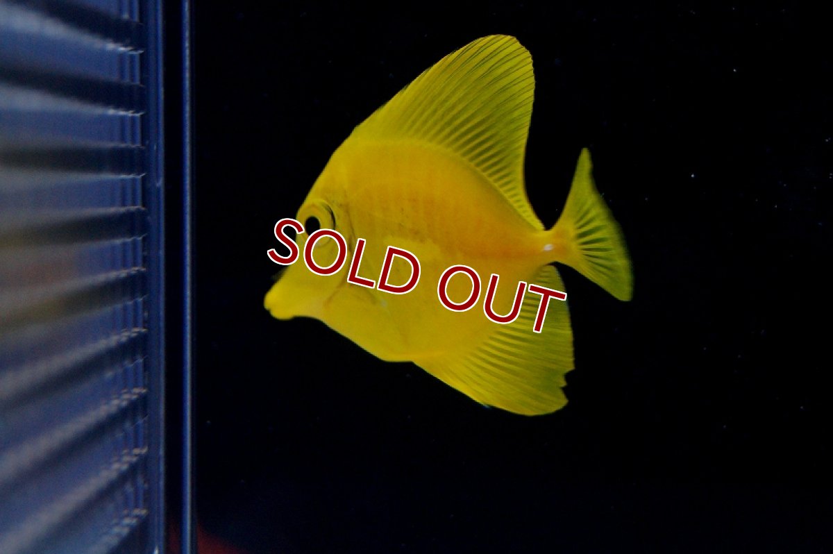 画像2: 【海水魚】キイロハギ (XS-Sサイズ)(1匹)3.5-4.5cm前後(サンプル画像）（生体）(海水魚)（サンゴ） (2)