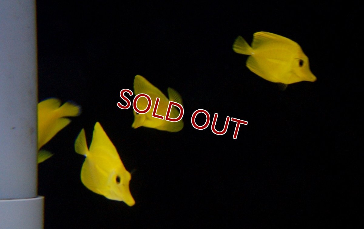 画像3: 【海水魚】キイロハギ (XS-Sサイズ)(1匹)3.5-4.5cm前後(サンプル画像）（生体）(海水魚)（サンゴ） (3)