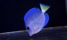 画像1: 【海水魚】【通販】アトランティックブルータン　(Sサイズ）(1匹)3-4cm前後(サンプル画像）（生体）(海水魚)（サンゴ） (1)