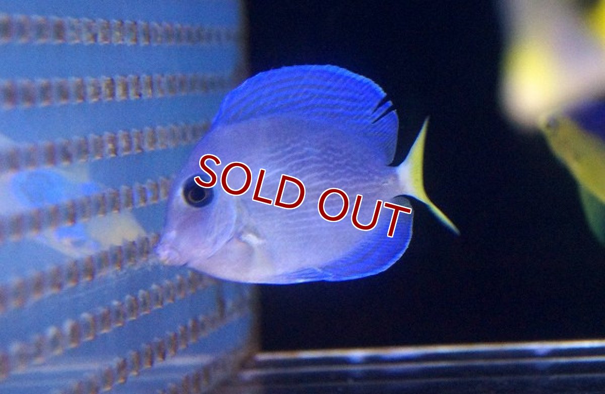 画像2: 【海水魚】アトランティックブルータン　(Sサイズ）(1匹)4-5cm前後(サンプル画像）（生体）(海水魚)（サンゴ） (2)