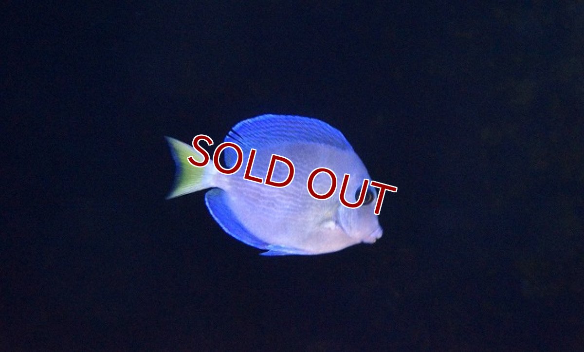 画像3: 【海水魚】アトランティックブルータン　(Sサイズ）(1匹)4-5cm前後(サンプル画像）（生体）(海水魚)（サンゴ） (3)