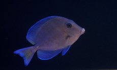 画像1: 【海水魚】【通販】アトランティックブルータン　(Mサイズ）(1匹)6-8cm前後(サンプル画像）（生体）(海水魚)（サンゴ） (1)