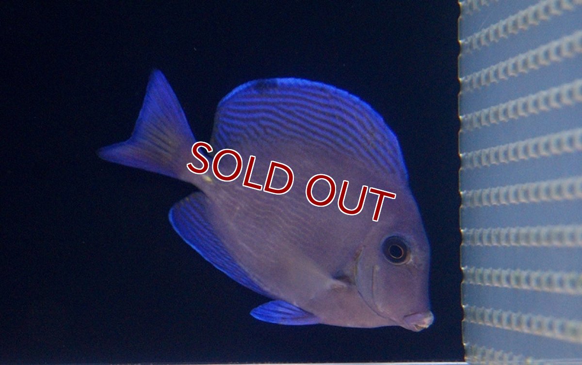 画像2: 【海水魚】アトランティックブルータン　(Mサイズ）(1匹)6-7cm前後(サンプル画像）（生体）(海水魚)（サンゴ） (2)