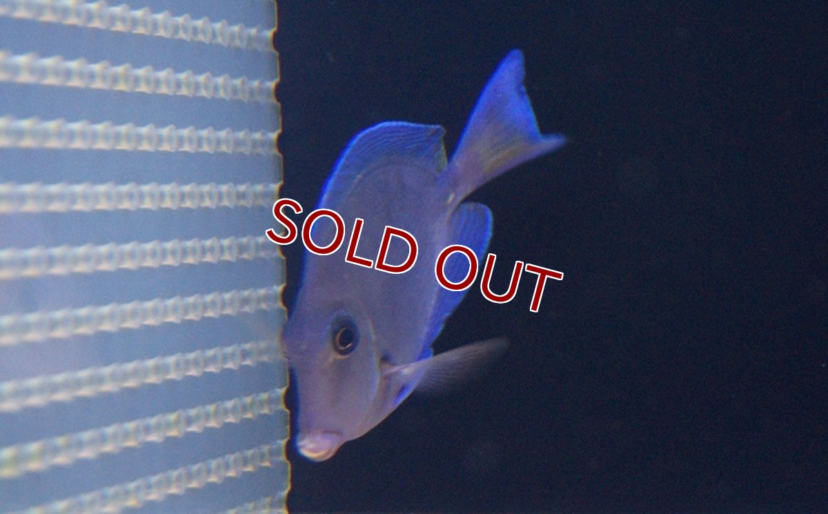 画像3: 【海水魚】アトランティックブルータン　(Mサイズ）(1匹)6-7cm前後(サンプル画像）（生体）(海水魚)（サンゴ） (3)