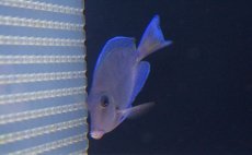 画像3: 【海水魚】【通販】アトランティックブルータン　(Mサイズ）(1匹)6-8cm前後(サンプル画像）（生体）(海水魚)（サンゴ） (3)