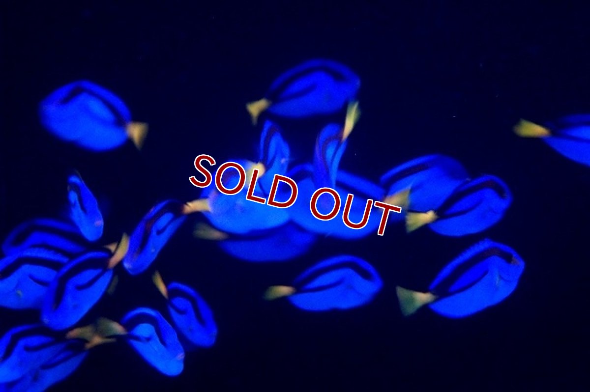 画像2: 【海水魚】ナンヨウハギ (Sサイズ）(1匹)±3-4cm(サンプル画像）（生体）(海水魚)（サンゴ） (2)