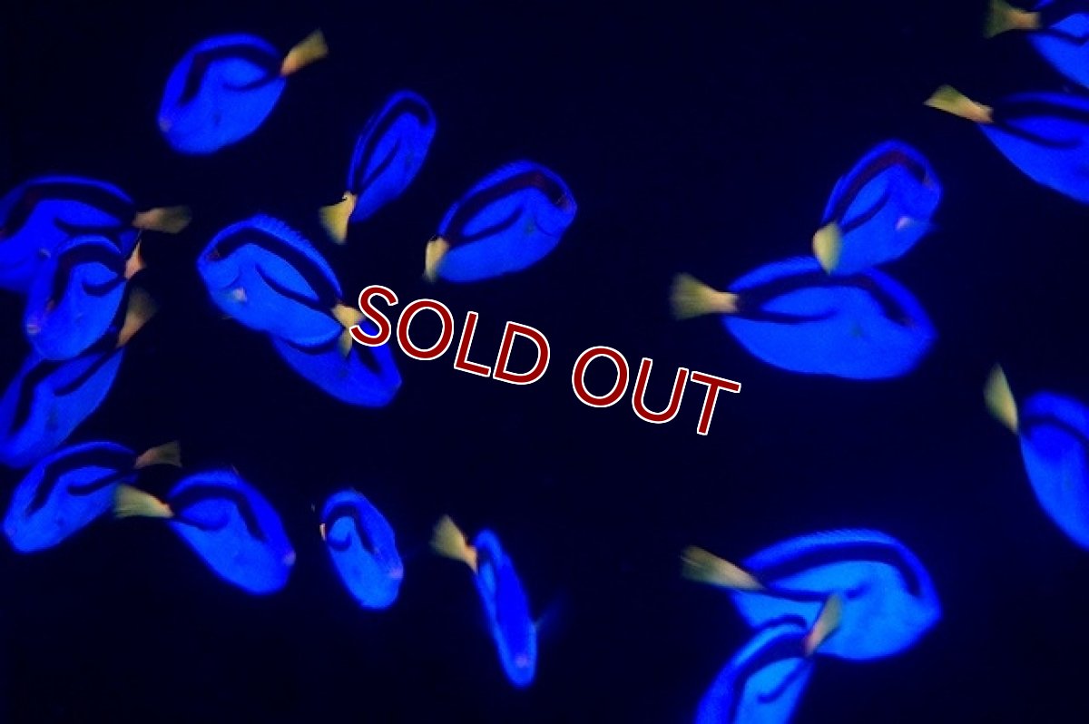 画像3: 【海水魚】ナンヨウハギ (Sサイズ）(1匹)±3-4cm(サンプル画像）（生体）(海水魚)（サンゴ） (3)