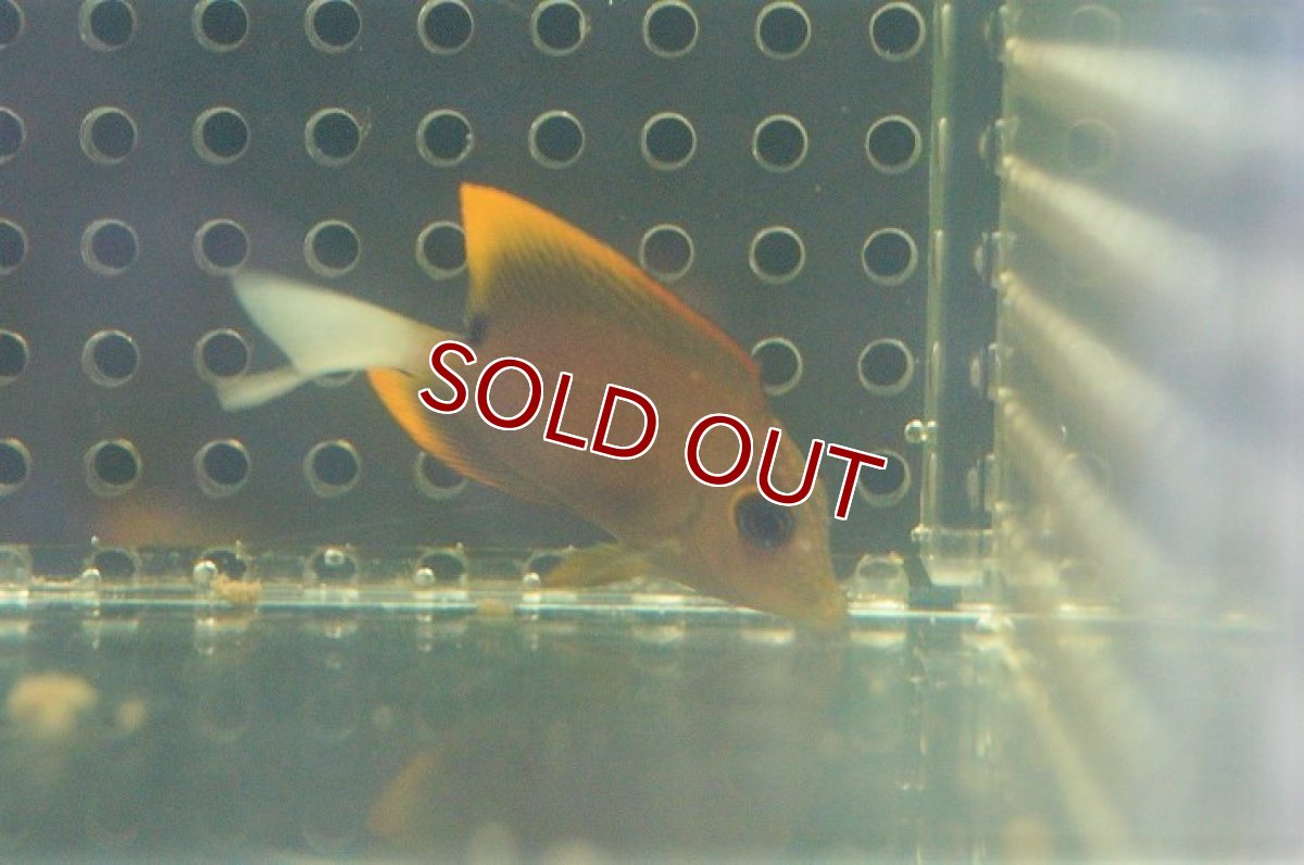 画像2: 【海水魚】トミニエンシスタン　（Sサイズ）(1匹)4-5cm前後(サンプル画像）（生体）(海水魚)（サンゴ） (2)