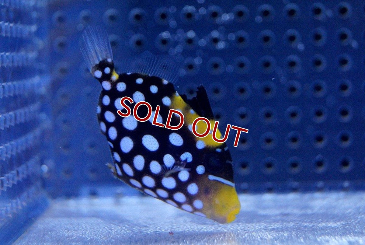 画像2: 【海水魚】大特価♪モンガラカワハギ (XS-Sサイズ) (1匹)3-4cm前後(サンプル画像）（生体）(海水魚)（サンゴ） (2)