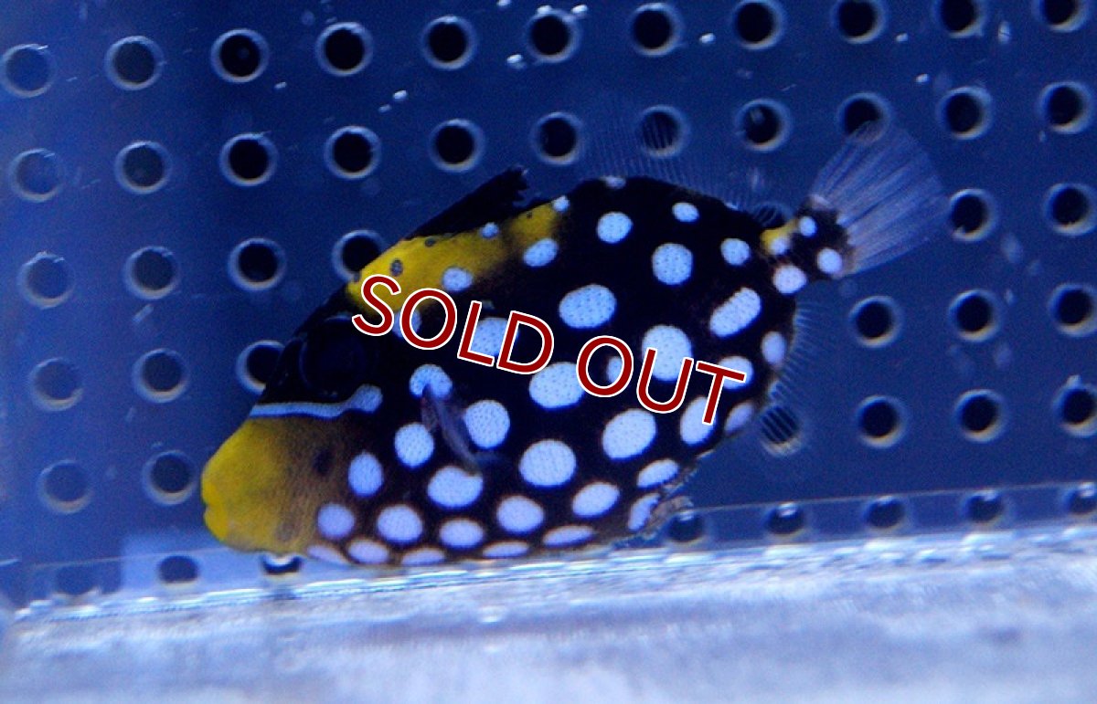 画像3: 【海水魚】大特価♪モンガラカワハギ (XS-Sサイズ) (1匹)3-4cm前後(サンプル画像）（生体）(海水魚)（サンゴ） (3)