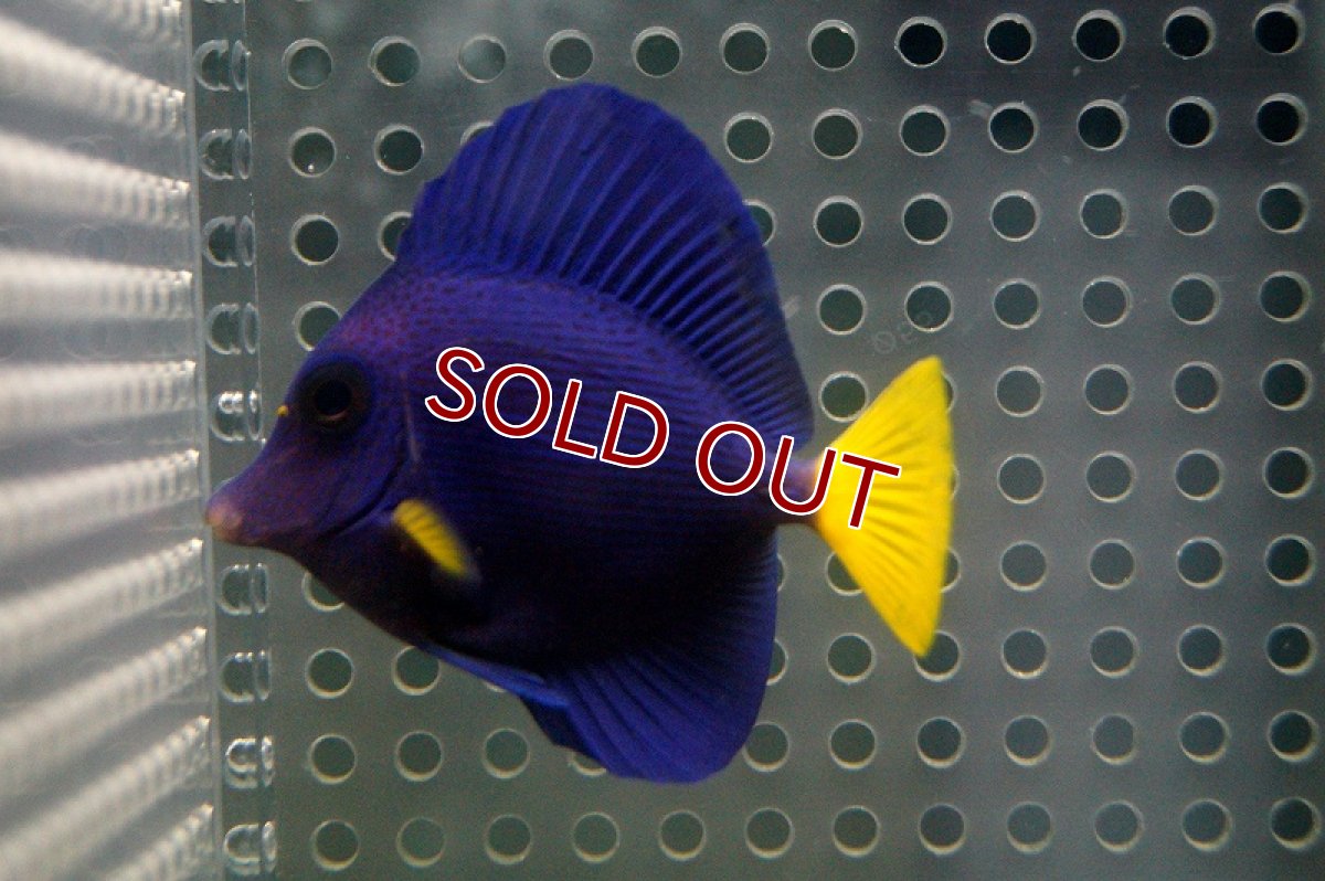 画像2: 【海水魚】パープルタン（SMサイズ）(1匹)±5-6cm(サンプル画像）（生体）(海水魚)（サンゴ） (2)