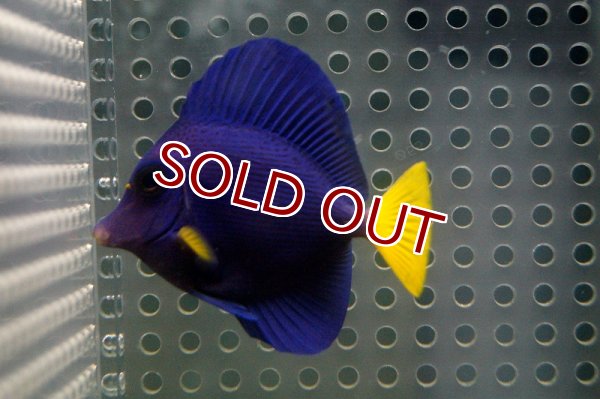 海水魚 パープルタン 約12〜3センチ 工場 