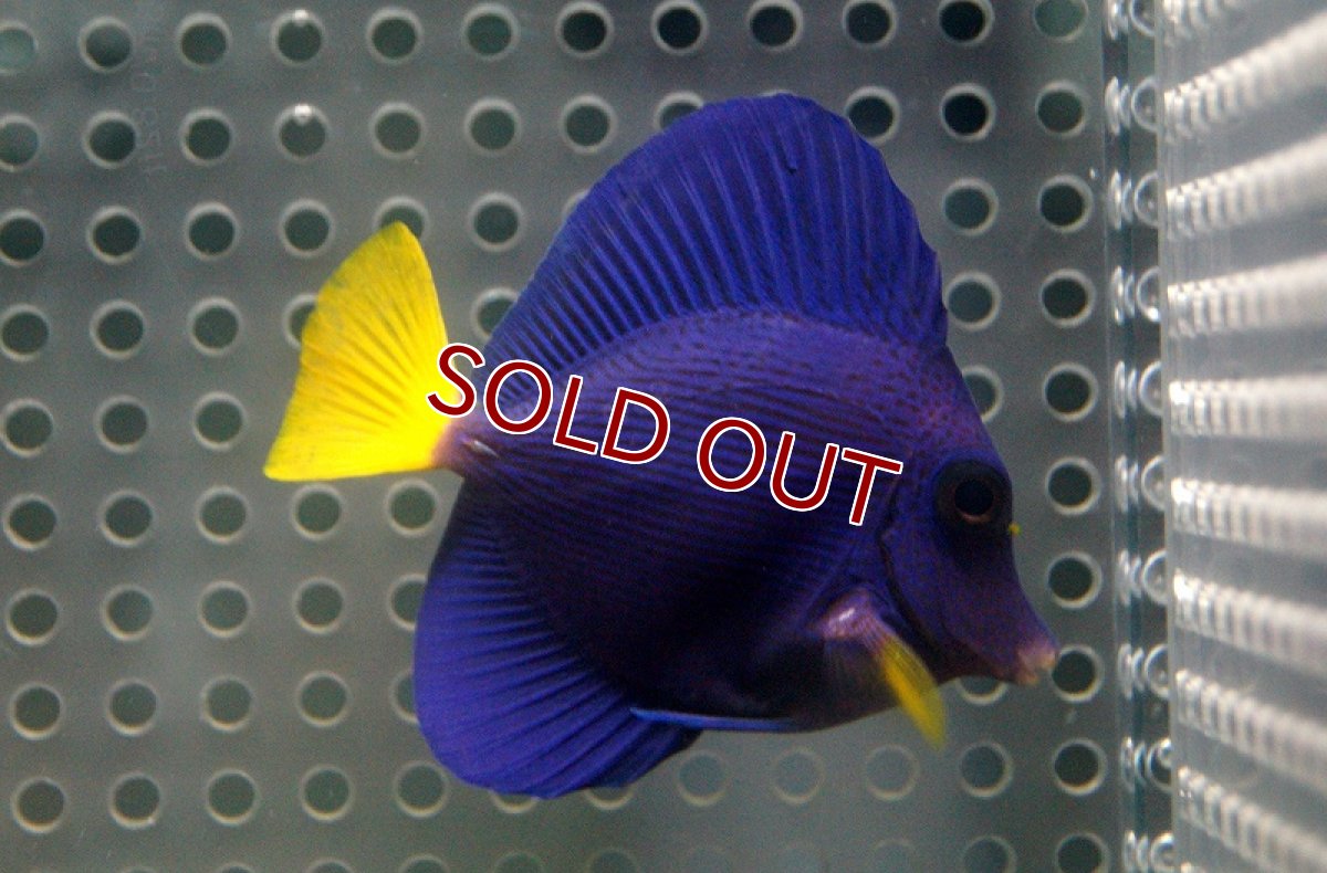 画像3: 【海水魚】パープルタン（SMサイズ）(1匹)±5-6cm(サンプル画像）（生体）(海水魚)（サンゴ） (3)