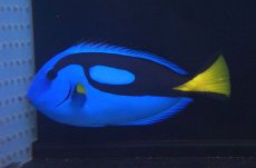 画像1: 【海水魚】【通販】ナンヨウハギ（Lサイズ）(1匹)±12-15ｃm(サンプル画像）（生体）(海水魚)（サンゴ） (1)